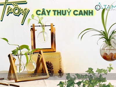 Nhà cửa thêm xanh mát với ý tưởng trồng cây thuỷ canh đẹp ai cũng làm được