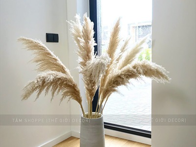 Bó 5 cành bông cỏ lau xù khô tự nhiên [Bông to - Dài 120-130cm] HOAKHO-03