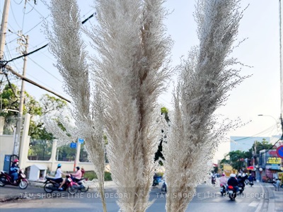 Bó 5 cành bông cỏ lau xù khô tự nhiên [Bông to - Dài 120-130cm] HOAKHO-03