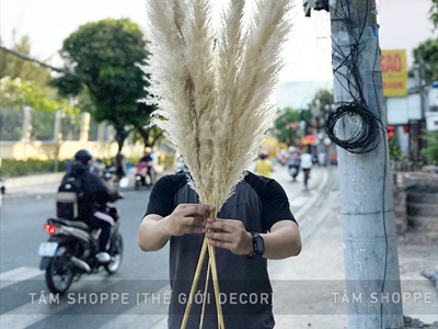 Bó 5 cành bông cỏ lau xù khô tự nhiên [Bông to - Dài 120-130cm] HOAKHO-03