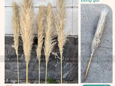 Bó 5 cành bông cỏ lau xù khô tự nhiên [Bông to - Dài 120-130cm] HOAKHO-03