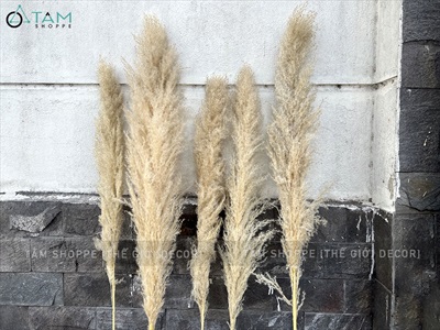 Bó 5 cành bông cỏ lau xù khô tự nhiên [Bông to - Dài 120-130cm] HOAKHO-03