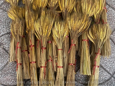 Bó lúa mạch khô trang trí 110gr (80-100 cành) HOAKHO-02