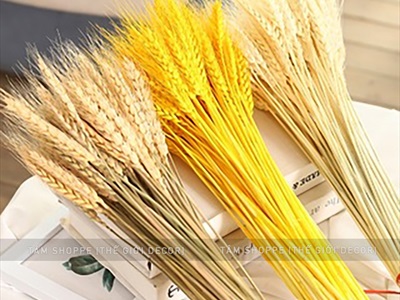 Bó lúa mạch khô trang trí 110gr (80-100 cành) HOAKHO-02