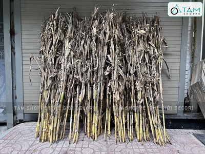 Bó 05 cây bắp khô trang trí [Ngẫu nhiên - 120/150cm] CAYLAKHO-01
