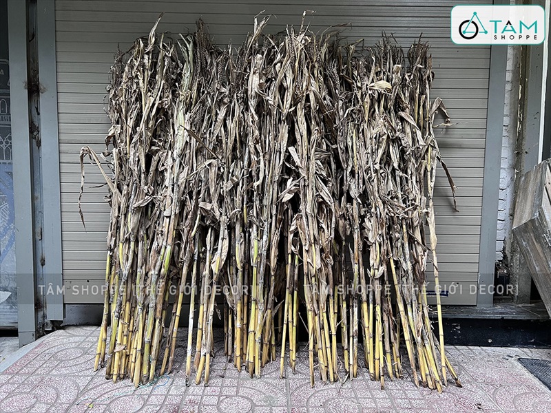 Bó 05 cây bắp khô trang trí [Ngẫu nhiên - 120/150cm] CAYLAKHO-01