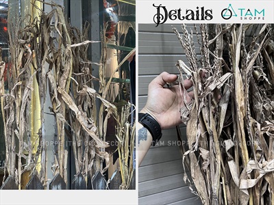 Bó 05 cây bắp khô trang trí [Ngẫu nhiên - 120/150cm] CAYLAKHO-01