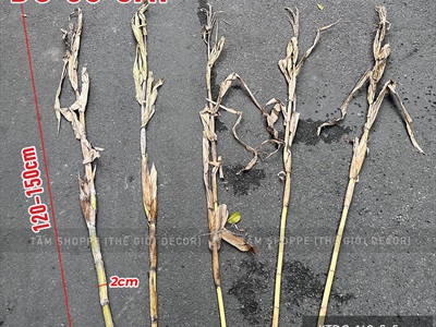 Bó 05 cây bắp khô trang trí [Ngẫu nhiên - 120/150cm] CAYLAKHO-01