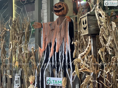 Bó 05 cây bắp khô trang trí [Ngẫu nhiên - 120/150cm] CAYLAKHO-01