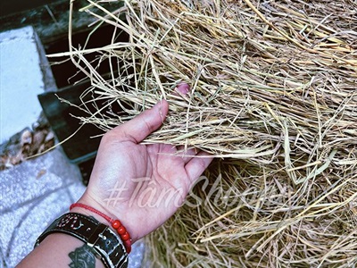 Cuộn rơm khô trang trí loại đẹp nhiều cỡ PKHM-25