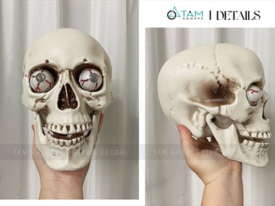 Mô hình đầu lâu hộp sọ trang trí nhiều cỡ XUONG-DAULAU-01