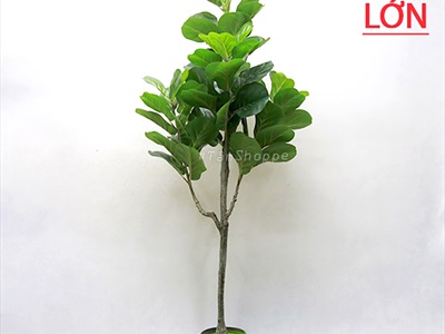 Cây bàng Singapore giả trang trí loại 1 cao 60-150cm CHAUCAYGIA-08