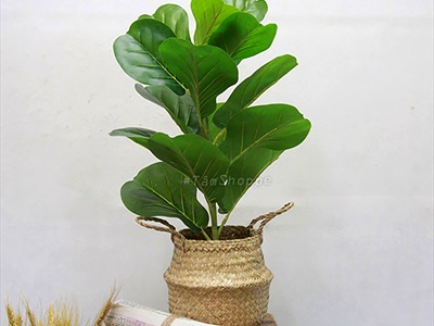 Cây bàng Singapore giả trang trí loại 1 cao 60-150cm CHAUCAYGIA-08