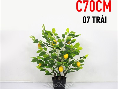 Chậu cây chanh vàng Mỹ giả cao 70-180cm CHAUCAYGIA-16