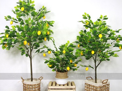 Chậu cây chanh vàng Mỹ giả cao 70-180cm CHAUCAYGIA-16