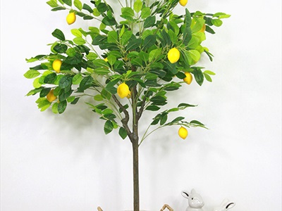 Chậu cây chanh vàng Mỹ giả cao 70-180cm CHAUCAYGIA-16