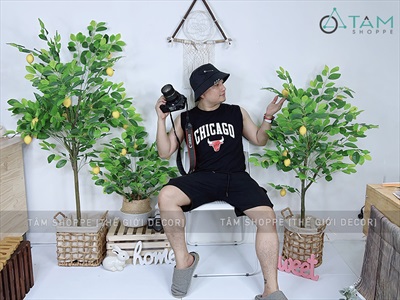 Chậu cây chanh vàng Mỹ giả cao 70-180cm CHAUCAYGIA-16