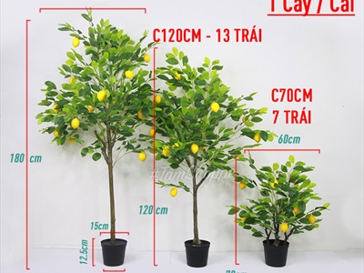 Chậu cây chanh vàng Mỹ giả cao 70-180cm CHAUCAYGIA-16