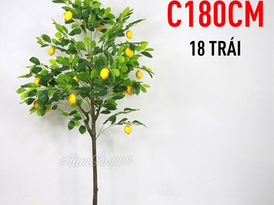 Chậu cây chanh vàng Mỹ giả cao 70-180cm CHAUCAYGIA-16