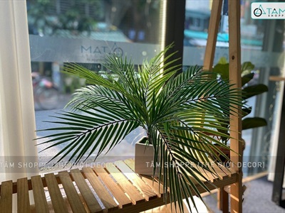 Chậu cây dừa giả 9 lá Tropical CHAUCAYGIA-13