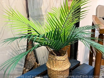 Chậu cây dừa giả 9 lá Tropical CHAUCAYGIA-13