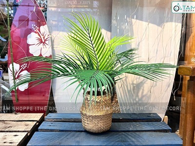 Chậu cây dừa giả 9 lá Tropical CHAUCAYGIA-13