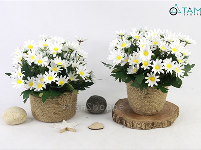 Chậu cúc họa mi trắng dây thừng rustic cao 20cm CHAUHOACS-01