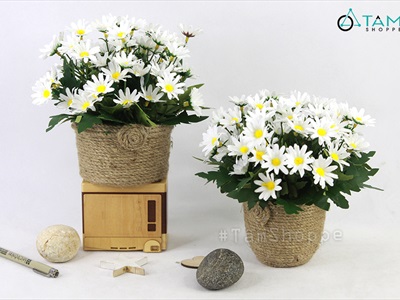 Chậu cúc họa mi trắng dây thừng rustic cao 20cm CHAUHOACS-01