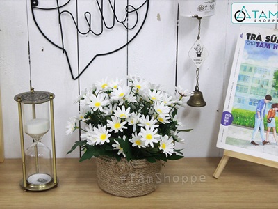 Chậu cúc họa mi trắng dây thừng rustic cao 20cm CHAUHOACS-01