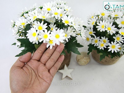 Chậu cúc họa mi trắng dây thừng rustic cao 20cm CHAUHOACS-01