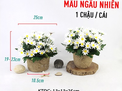 Chậu cúc họa mi trắng dây thừng rustic cao 20cm CHAUHOACS-01