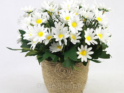 Chậu cúc họa mi trắng dây thừng rustic cao 20cm CHAUHOACS-01