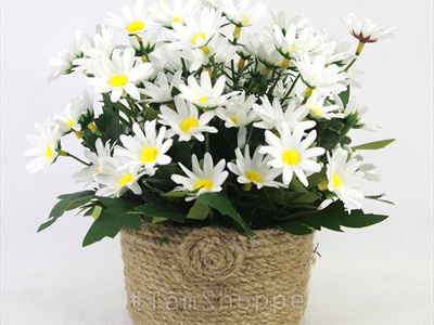 Chậu cúc họa mi trắng dây thừng rustic cao 20cm CHAUHOACS-01
