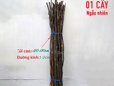 Cành cây củi decor thon dài 120-130cm [ĐK~1-2cm/ Ngẫu nhiên] CAYCUI-07