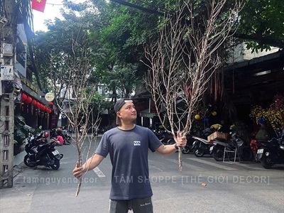 Cành cây khô nhiều nhánh nhỏ decor tự nhiên [Dài 1m2-1m5/ Ngẫu nhiên] CAYCUI-08