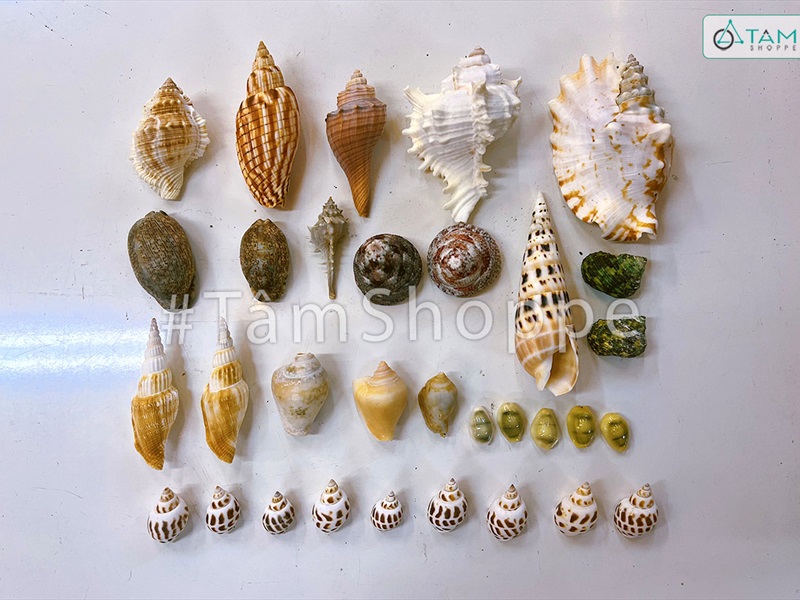 Hủ nhựa nhiều kiểu vỏ ốc biển [Hủ 450-500gr/ Đủ loại] VOSOOC-SET09