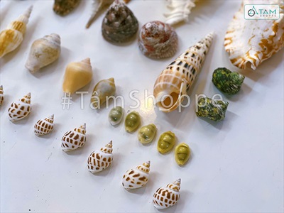 Hủ nhựa nhiều kiểu vỏ ốc biển [Hủ 450-500gr/ Đủ loại] VOSOOC-SET09