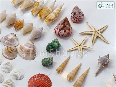 Hủ nhựa nhiều kiểu vỏ sò ốc biển trang trí [Hủ 500-550gr/ Đủ loại] VOSOOC-SET08