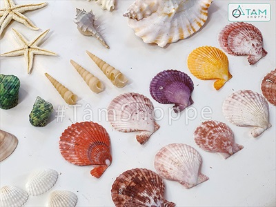 Hủ nhựa nhiều kiểu vỏ sò ốc biển trang trí [Hủ 500-550gr/ Đủ loại] VOSOOC-SET08