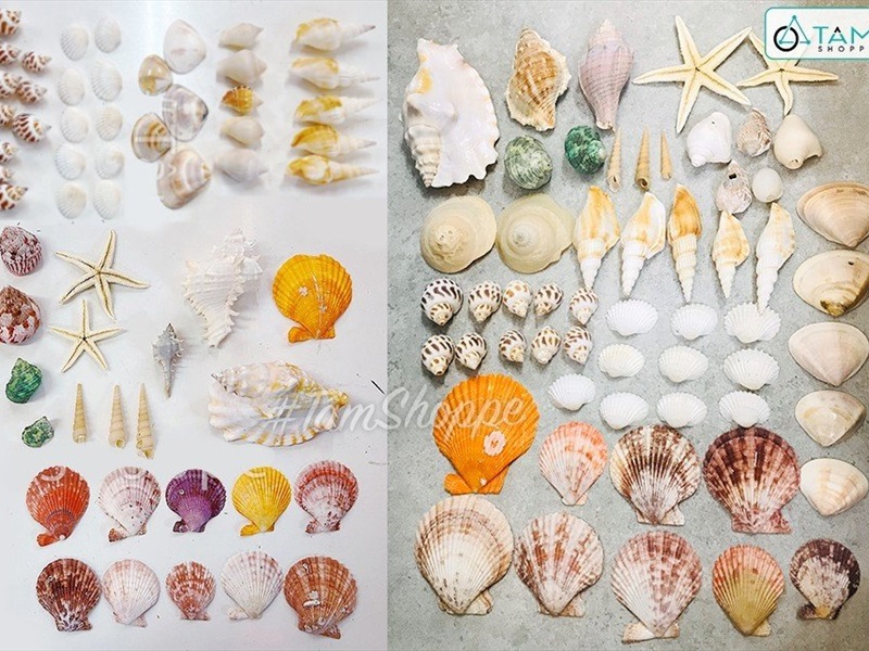Hủ nhựa nhiều kiểu vỏ sò ốc biển trang trí [Hủ 500-550gr/ Đủ loại] VOSOOC-SET08
