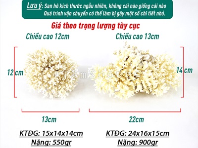 San hô bông trắng nhánh nhuyễn tự nhiên [Theo Gram/ Ngẫu nhiên] SANHO-02