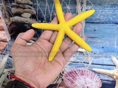 Sao biển tay rắn Linckia trang trí 6 màu [Composite - ĐK12cm] SAOBIEN-03