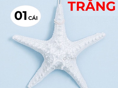 Sao biển trang trí 6 màu ĐK12-13cm [Composite - Có dây treo] SAOBIEN-02