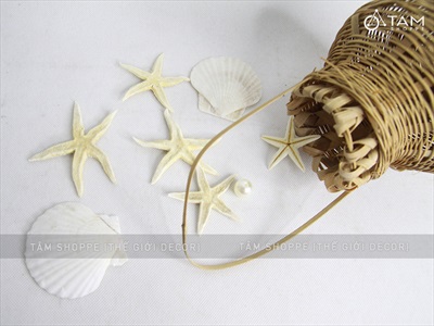 Set 03-05 sao biển Astro đủ màu SAOBIEN-01