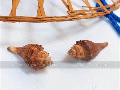 Set vỏ ốc biển hộp gỗ 4 ngăn ốc đỏ [Hàng đẹp - 5 kiểu] VOSOOC-SET04