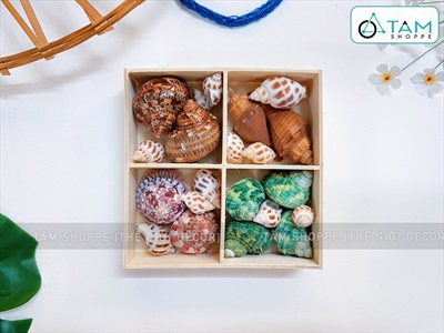 Set vỏ ốc biển hộp gỗ 4 ngăn ốc đỏ [Hàng đẹp - 5 kiểu] VOSOOC-SET04