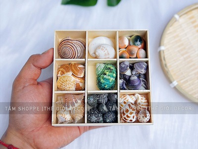 Set vỏ sò ốc hộp gỗ 9 ngăn ốc cuốn chiếu [Hàng đẹp - 9 kiểu] VOSOOC-SET06