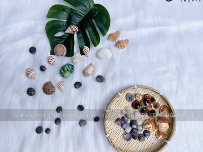 Set vỏ sò ốc hộp gỗ 9 ngăn ốc cuốn chiếu [Hàng đẹp - 9 kiểu] VOSOOC-SET06