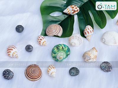 Set vỏ sò ốc hộp gỗ 9 ngăn ốc cuốn chiếu [Hàng đẹp - 9 kiểu] VOSOOC-SET06