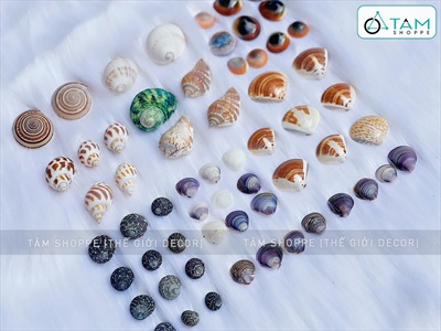 Set vỏ sò ốc hộp gỗ 9 ngăn ốc cuốn chiếu [Hàng đẹp - 9 kiểu] VOSOOC-SET06